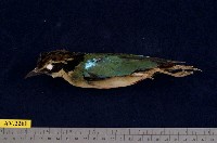 藏品(八色鳥)的圖片